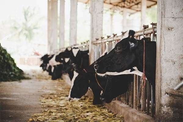 cattle-feed.jpg